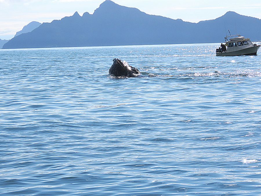 humpback whale