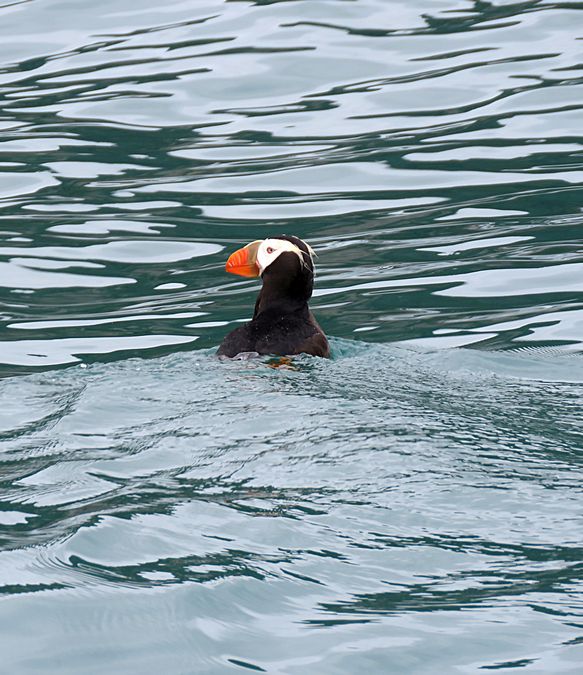 puffin