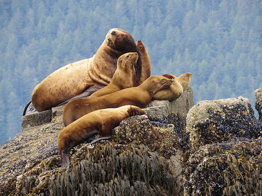 sea lions