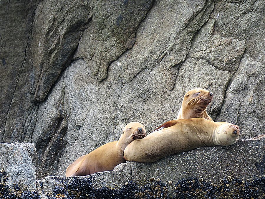 sea lions