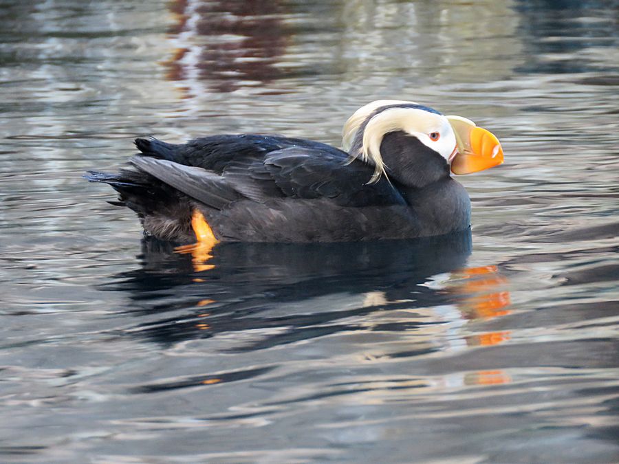 tufted puffin