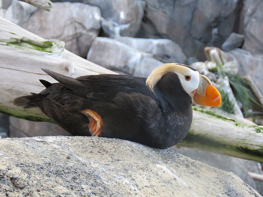 tufted puffin