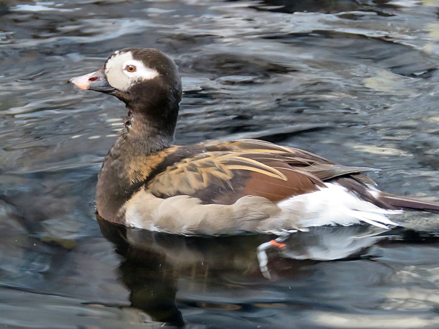 sea duck