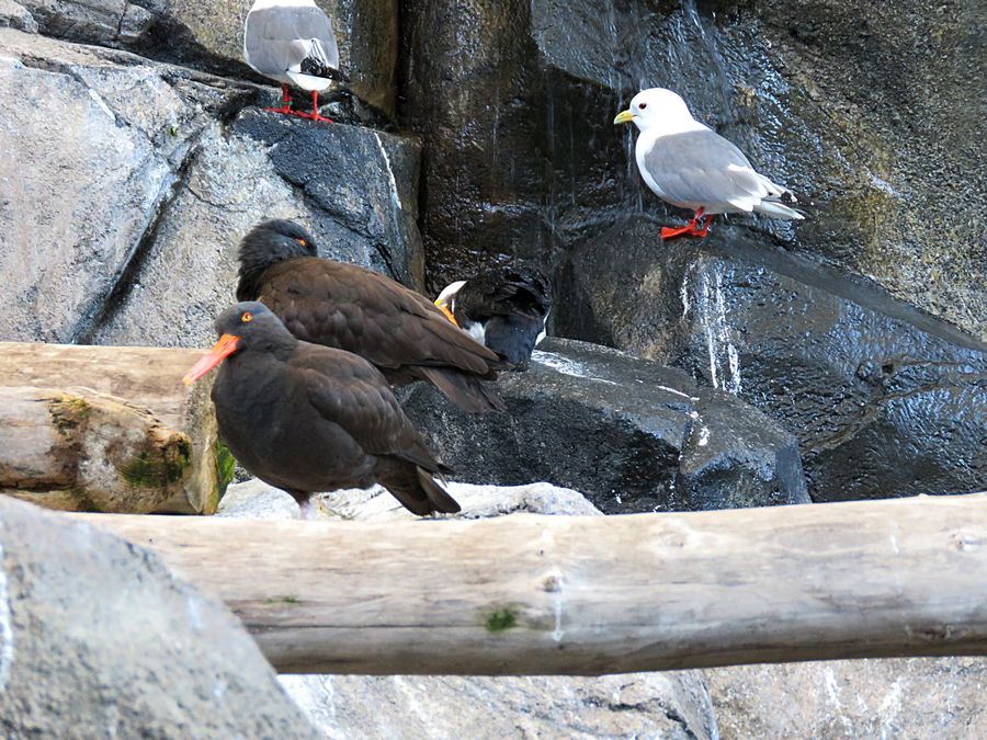 sea birds