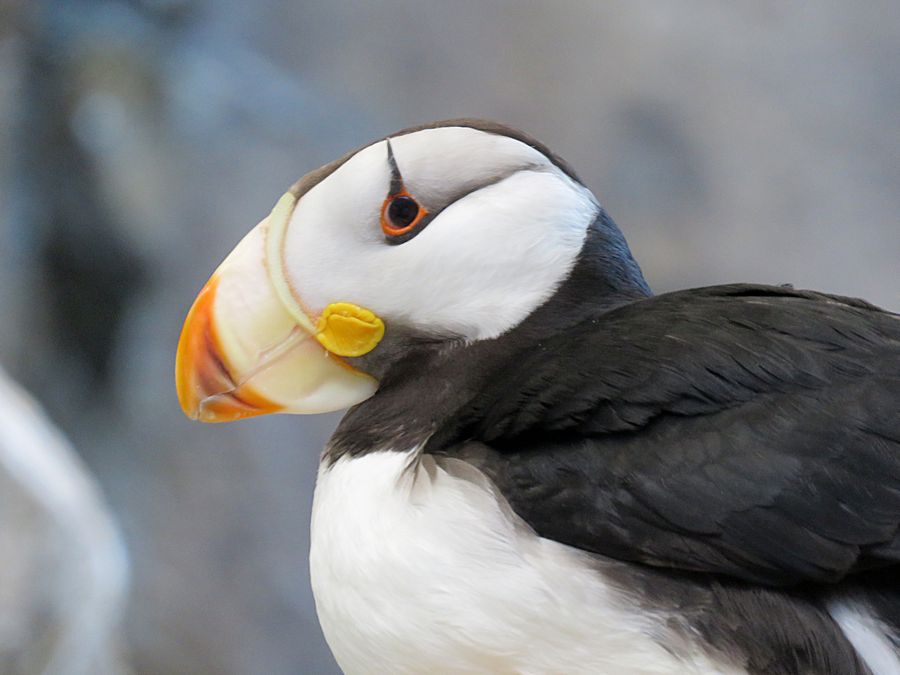 Horned puffin