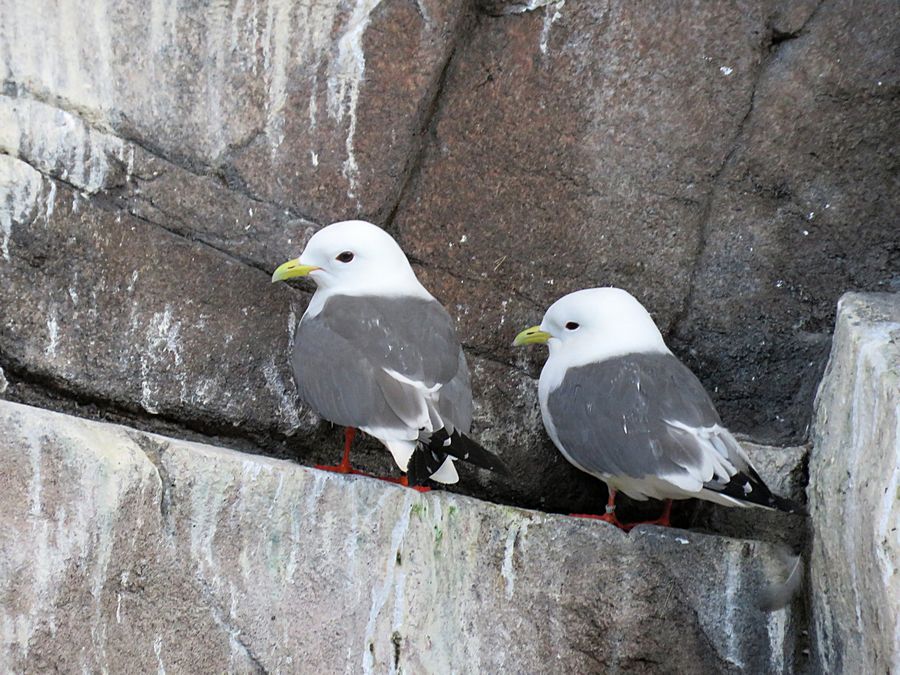 red-legged kittiwakes