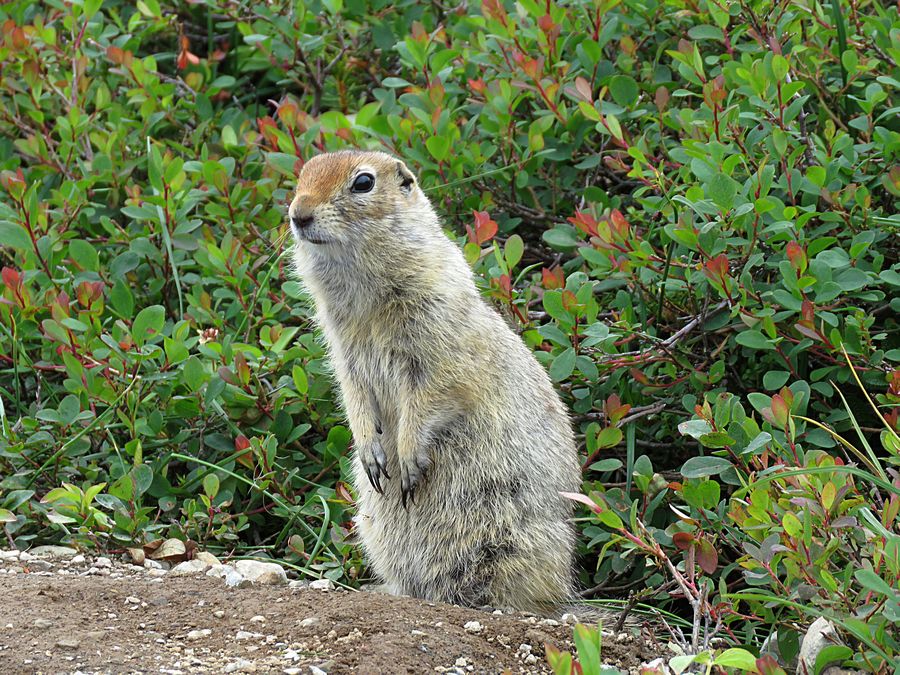 rock squirrel