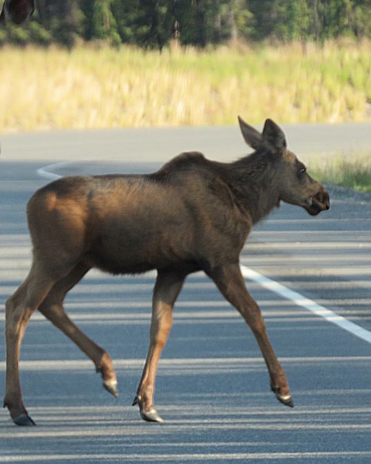 baby moose