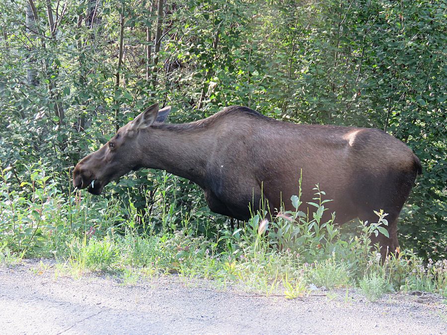 female moose