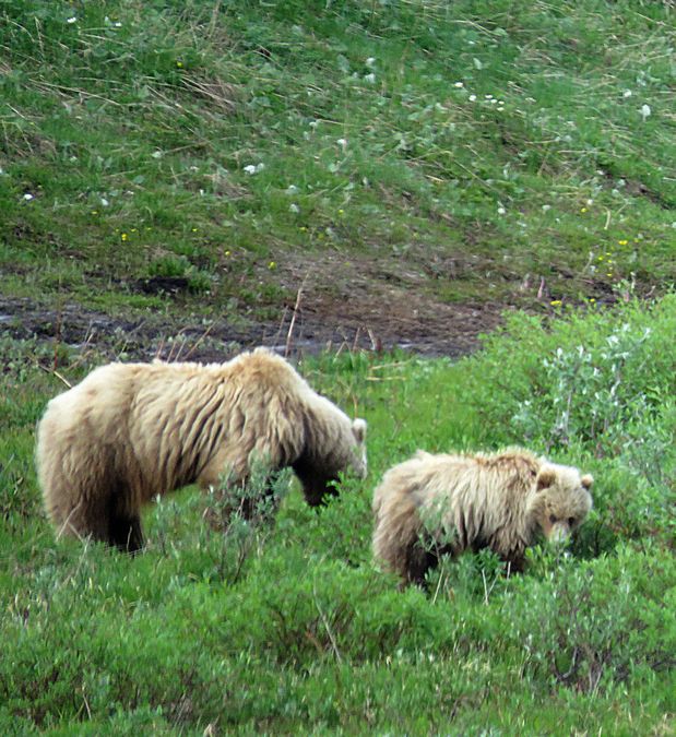 grizzly bears