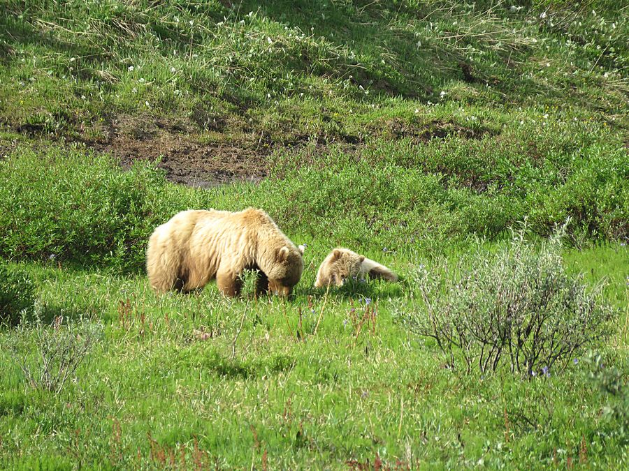 Mama and cub