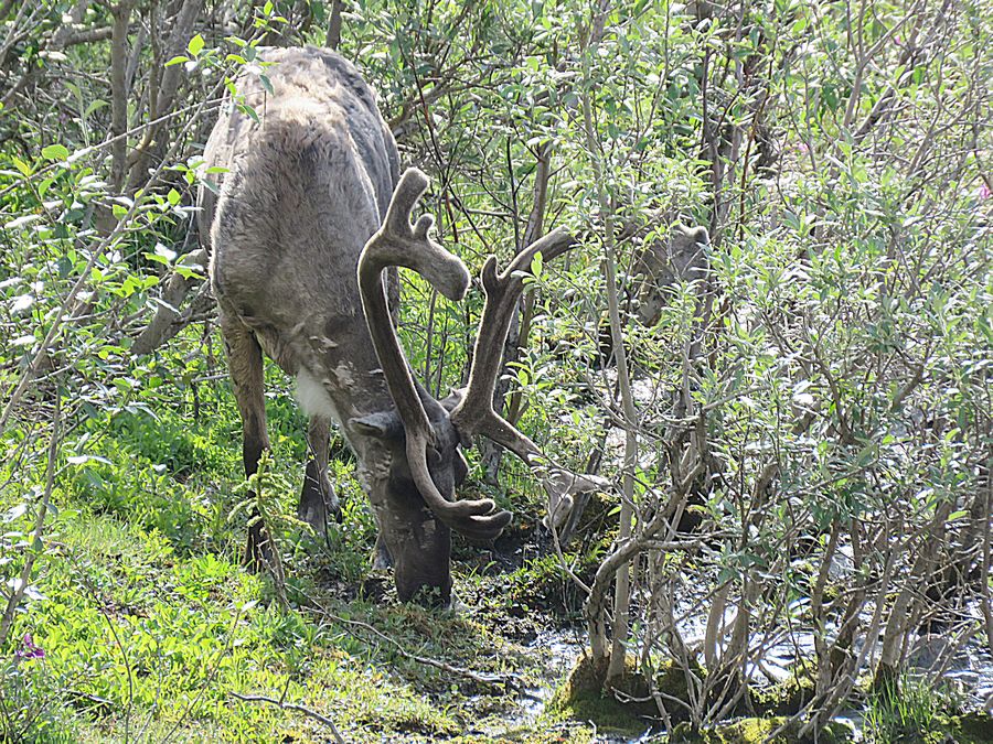 caribou