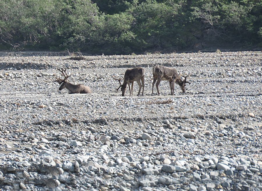 caribou