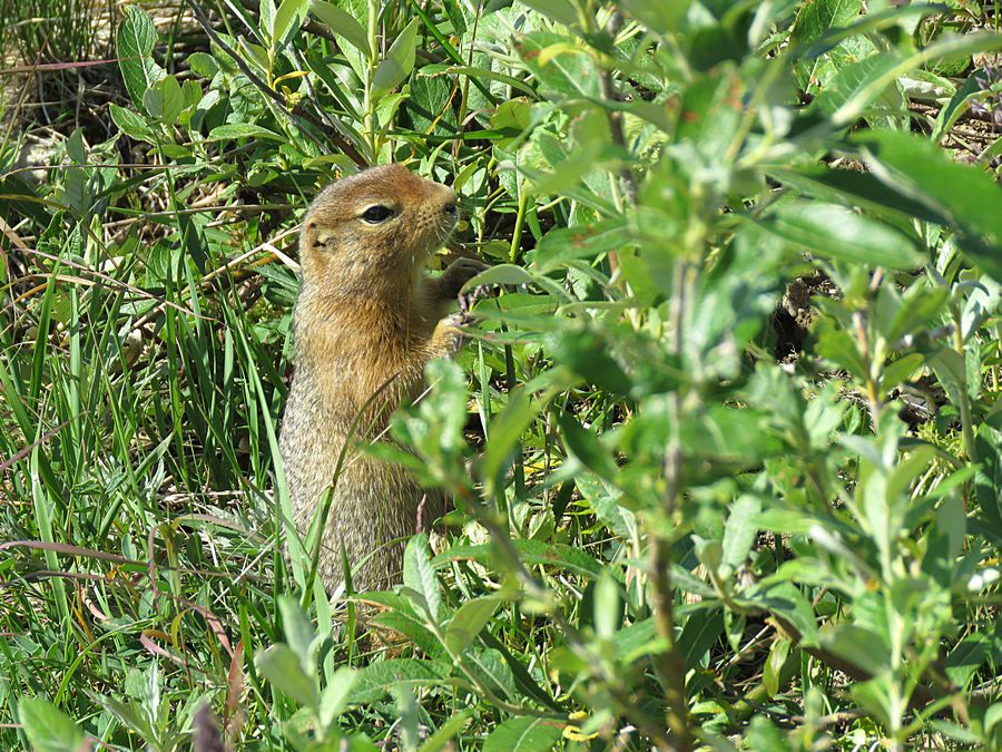 squirrel