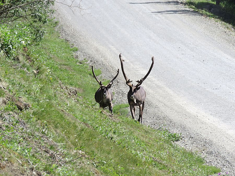 caribou