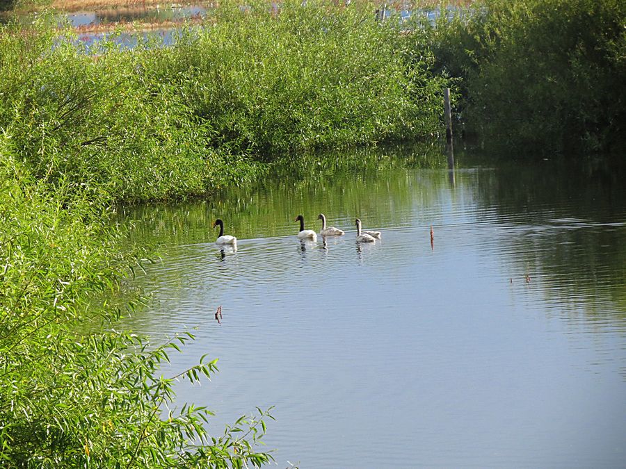 Black-necked swan