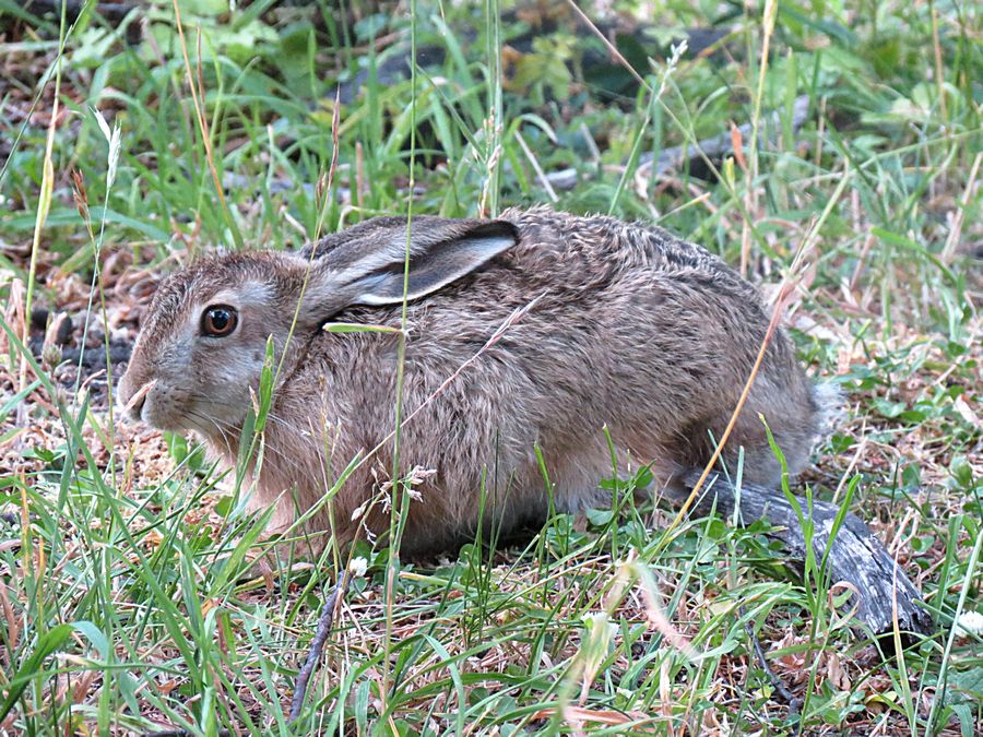 Hare