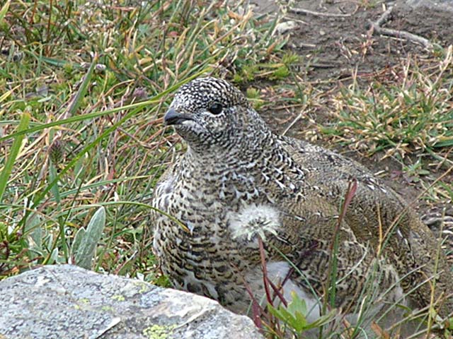 Ptarmigan