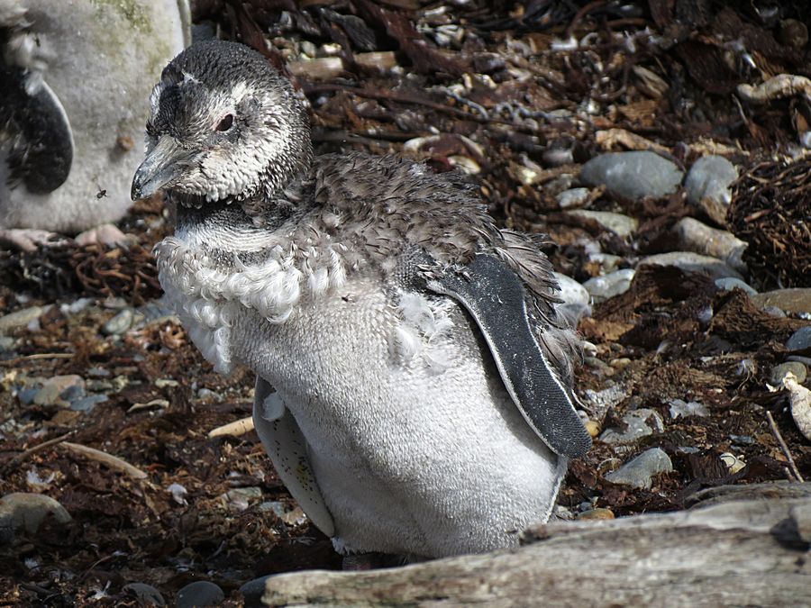 baby penguin