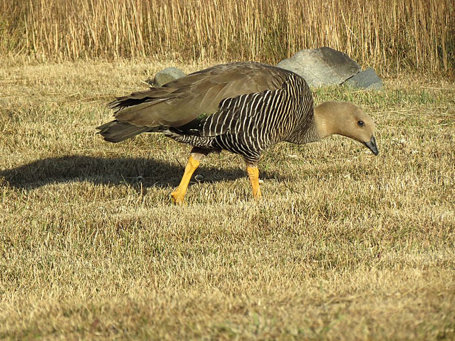 Goose