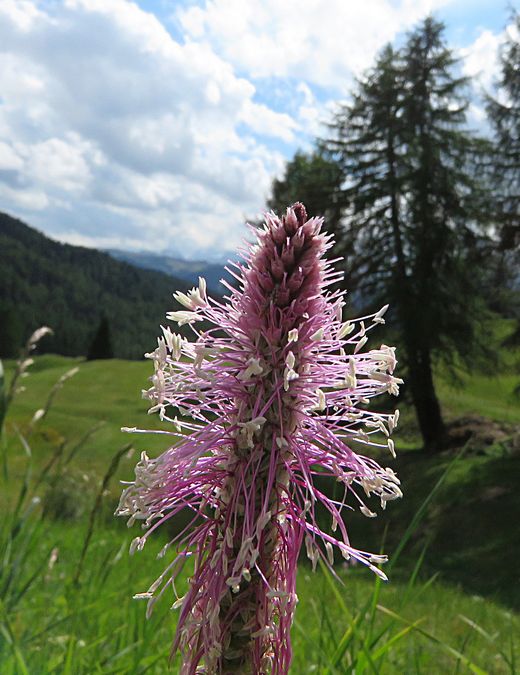 dolomites