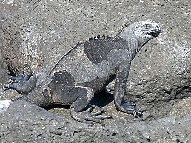 Iguana