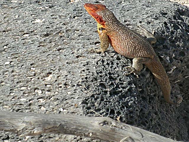 Lava lizard