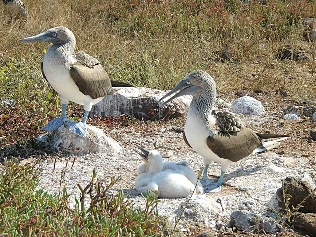 Booby family