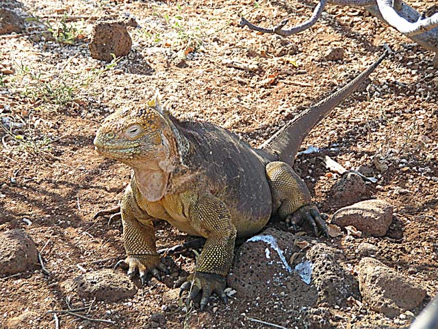 Land iguana