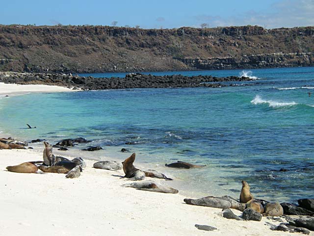 Sea lions