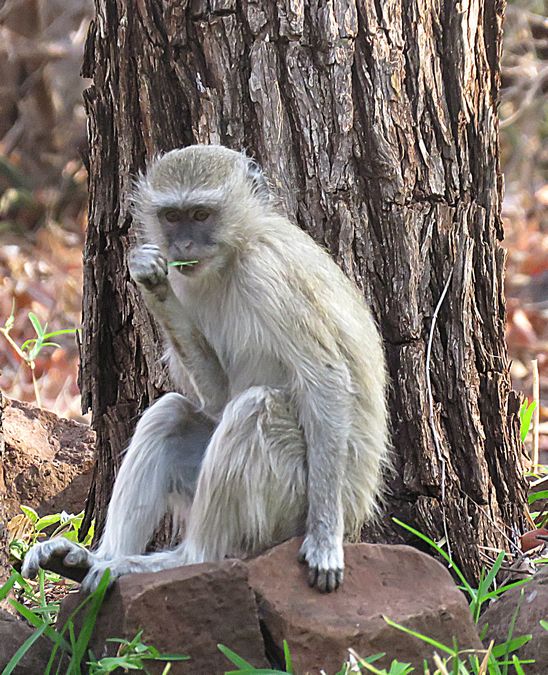 monkey