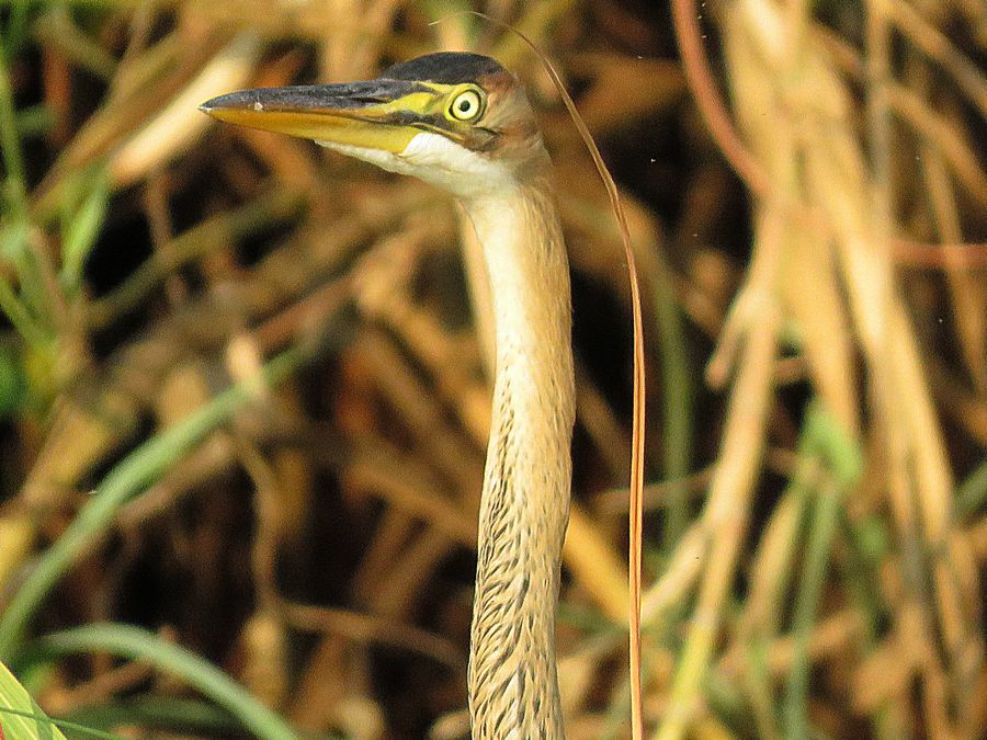 heron