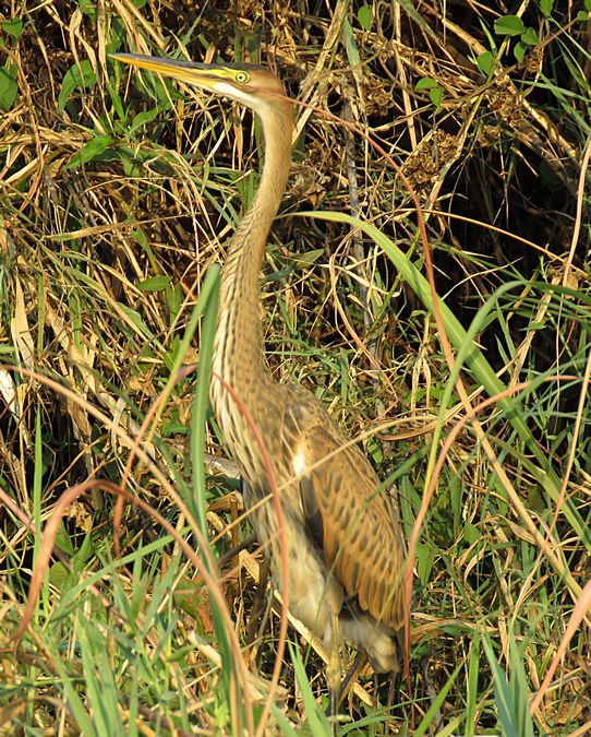 heron