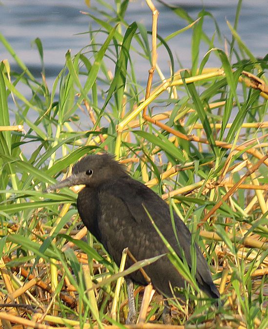 black egret