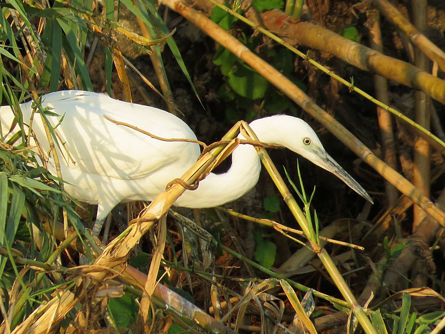 great white egret