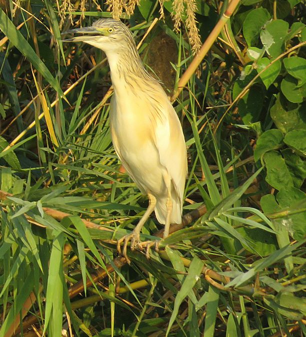squacco heron