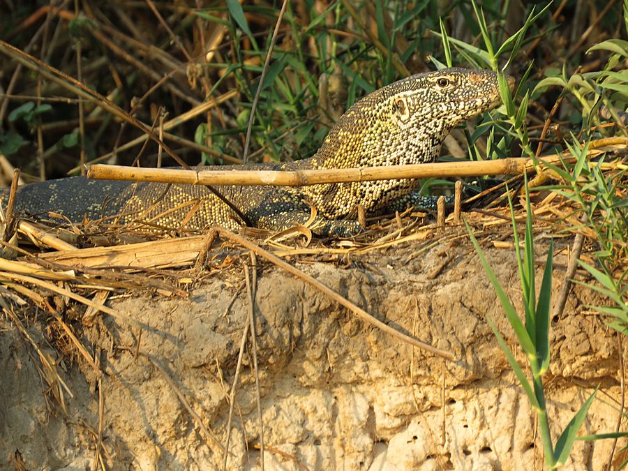 water monitor