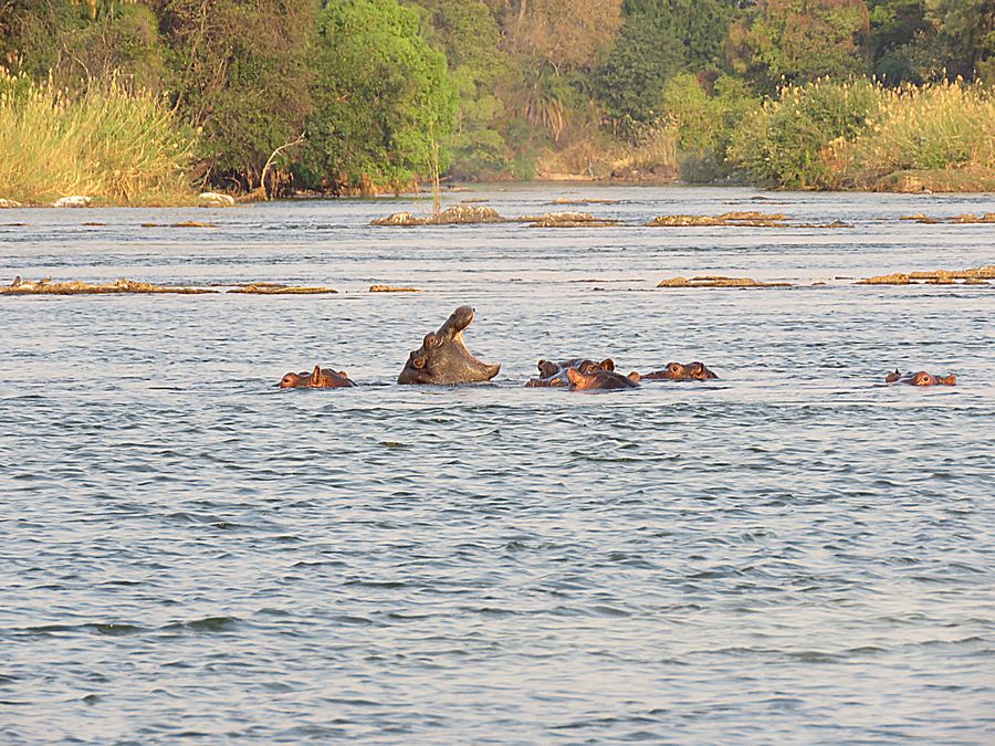 Hippos