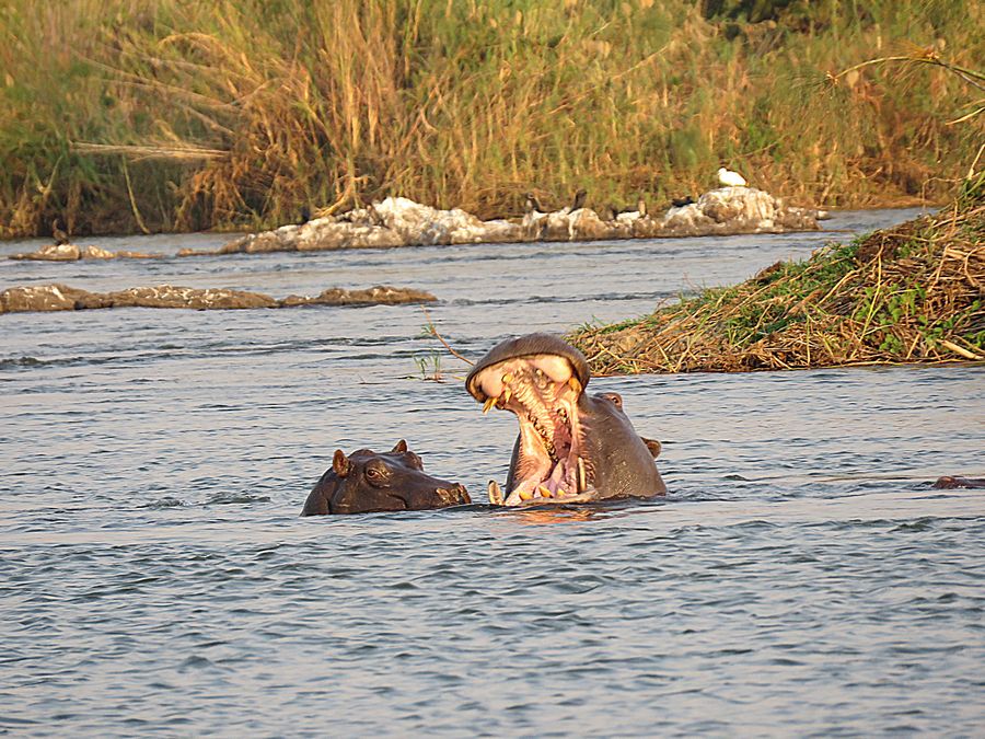 hippos