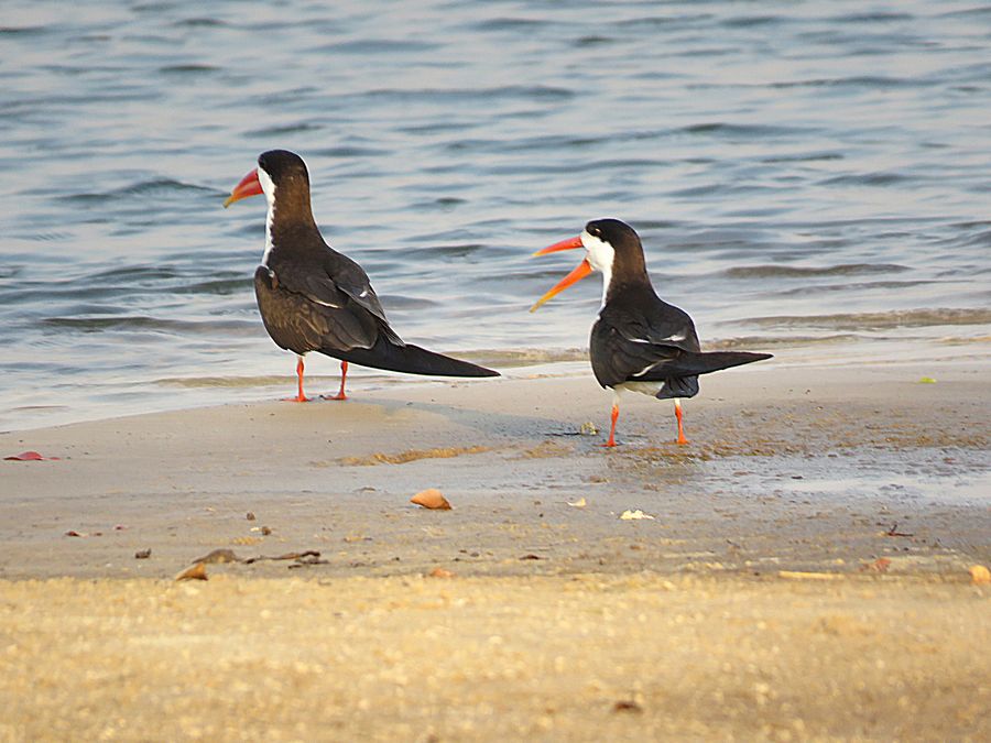 African skimmer