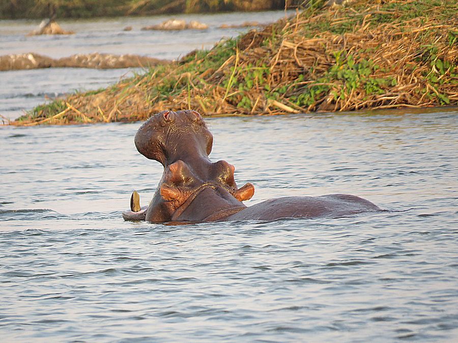 hippo