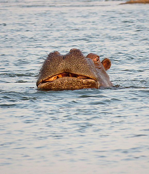 hippo