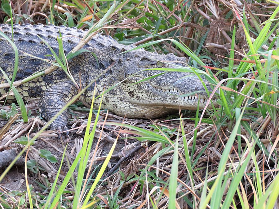 crocodile