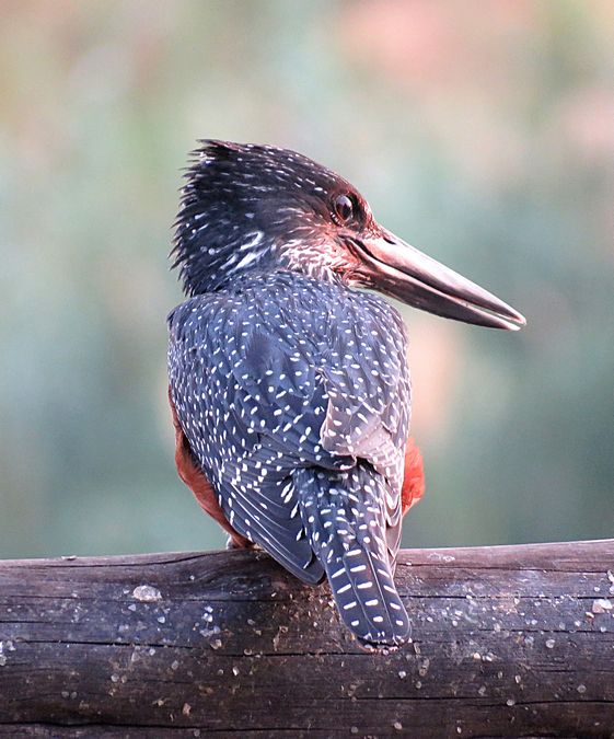 kingfisher