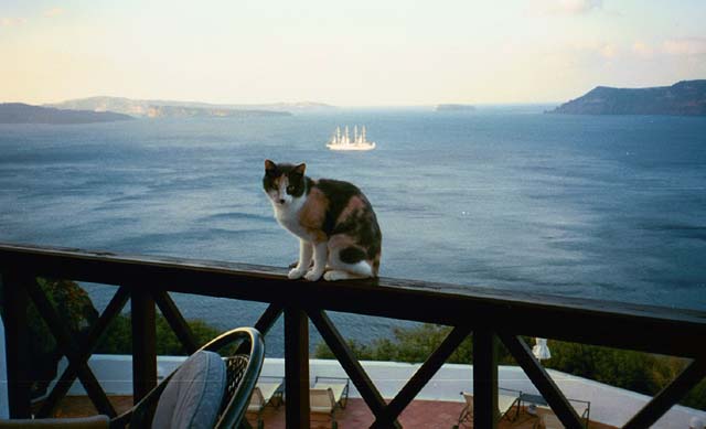 Cat hoping for a breakfast tidbit