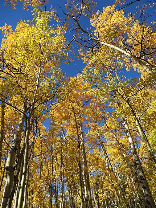 aspen