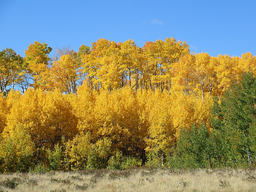 aspen