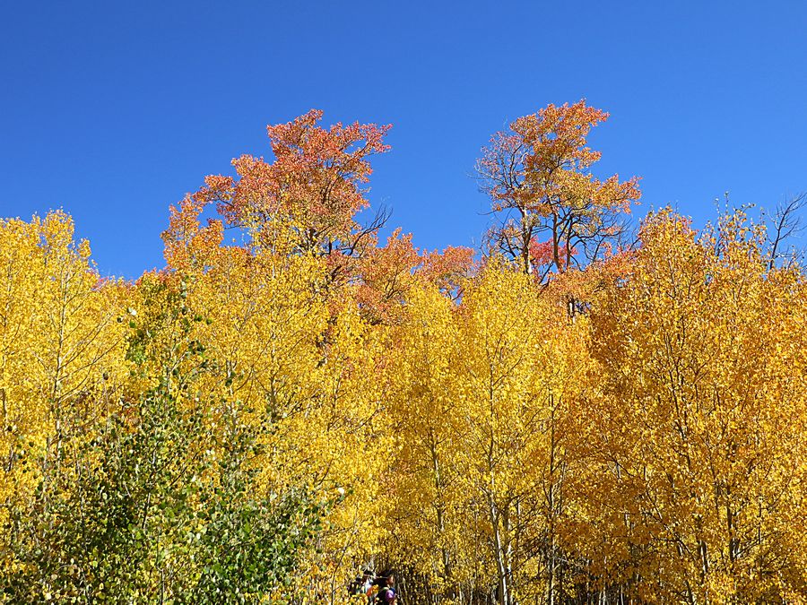 aspen