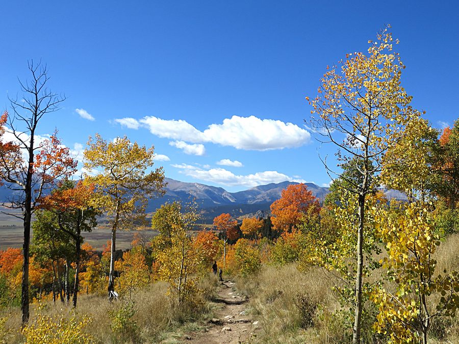 aspen