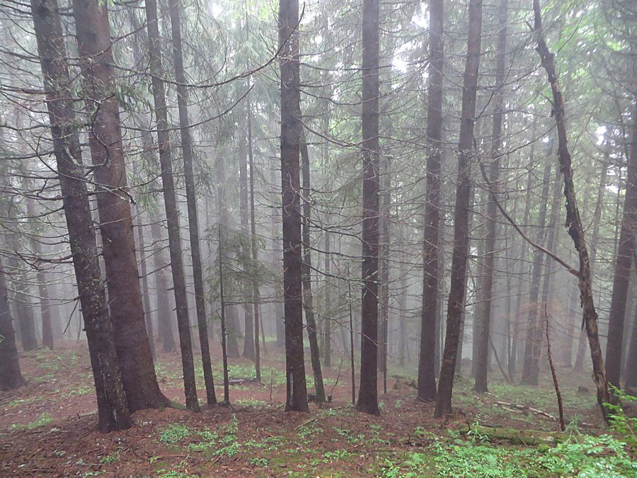 forest